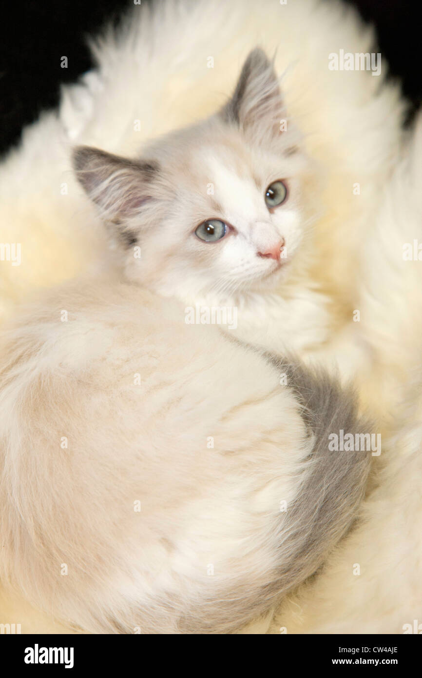 Studio Shot Of Six Week Old Female Domestic Longhair Kitten Stock Photo Alamy