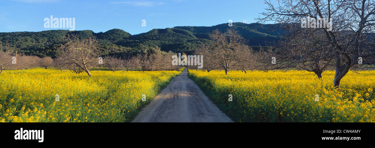 Road in mustard field Stock Photo Alamy