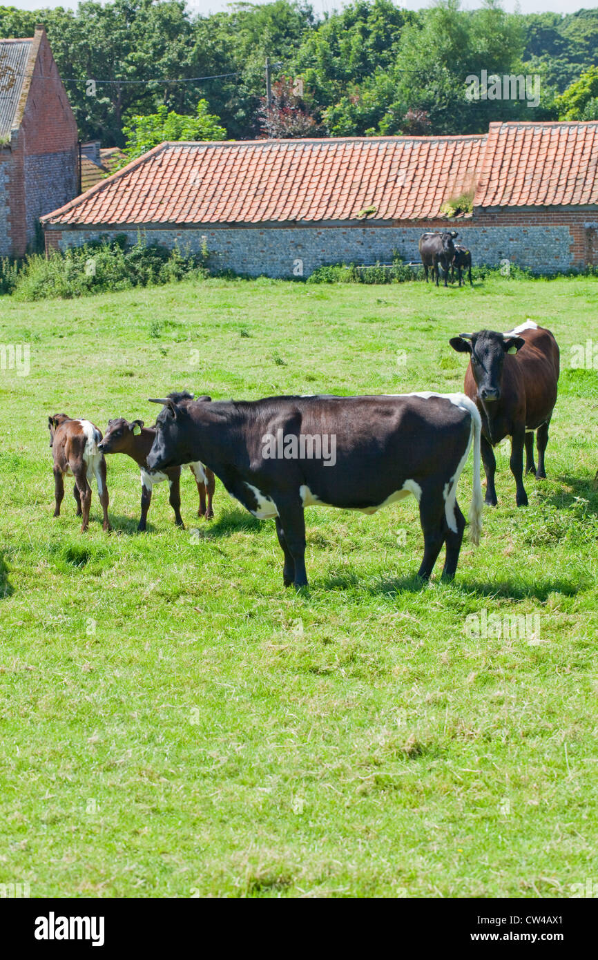 Mahogany stripe hires stock photography and images Alamy
