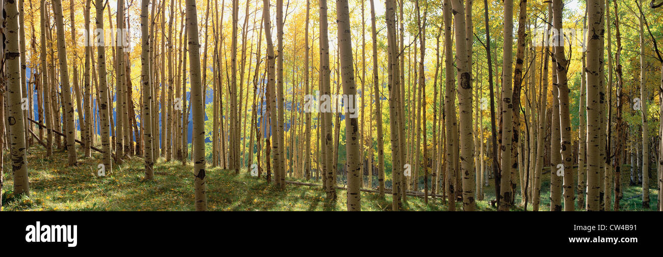 Trees sunlight hi-res stock photography and images - Alamy