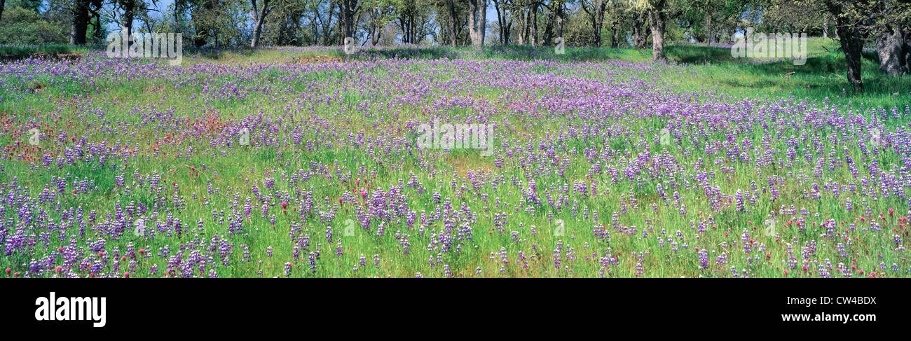 Meadow of purple flowers, California Stock Photo - Alamy