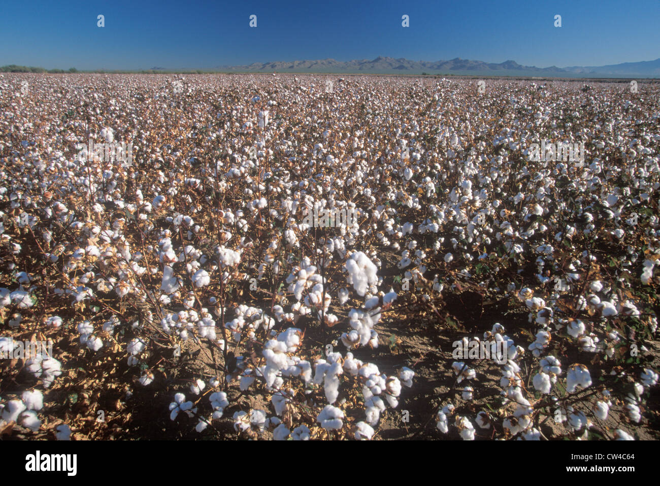 Cotton field hi-res stock photography and images - Alamy