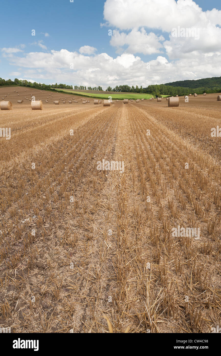 Harvested wheat fields with corn stubble and hay straw bales to be