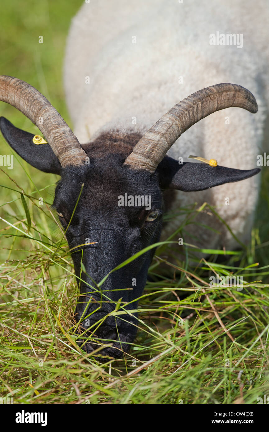 Domestic sheep norfolk horn ewes hires stock photography and images