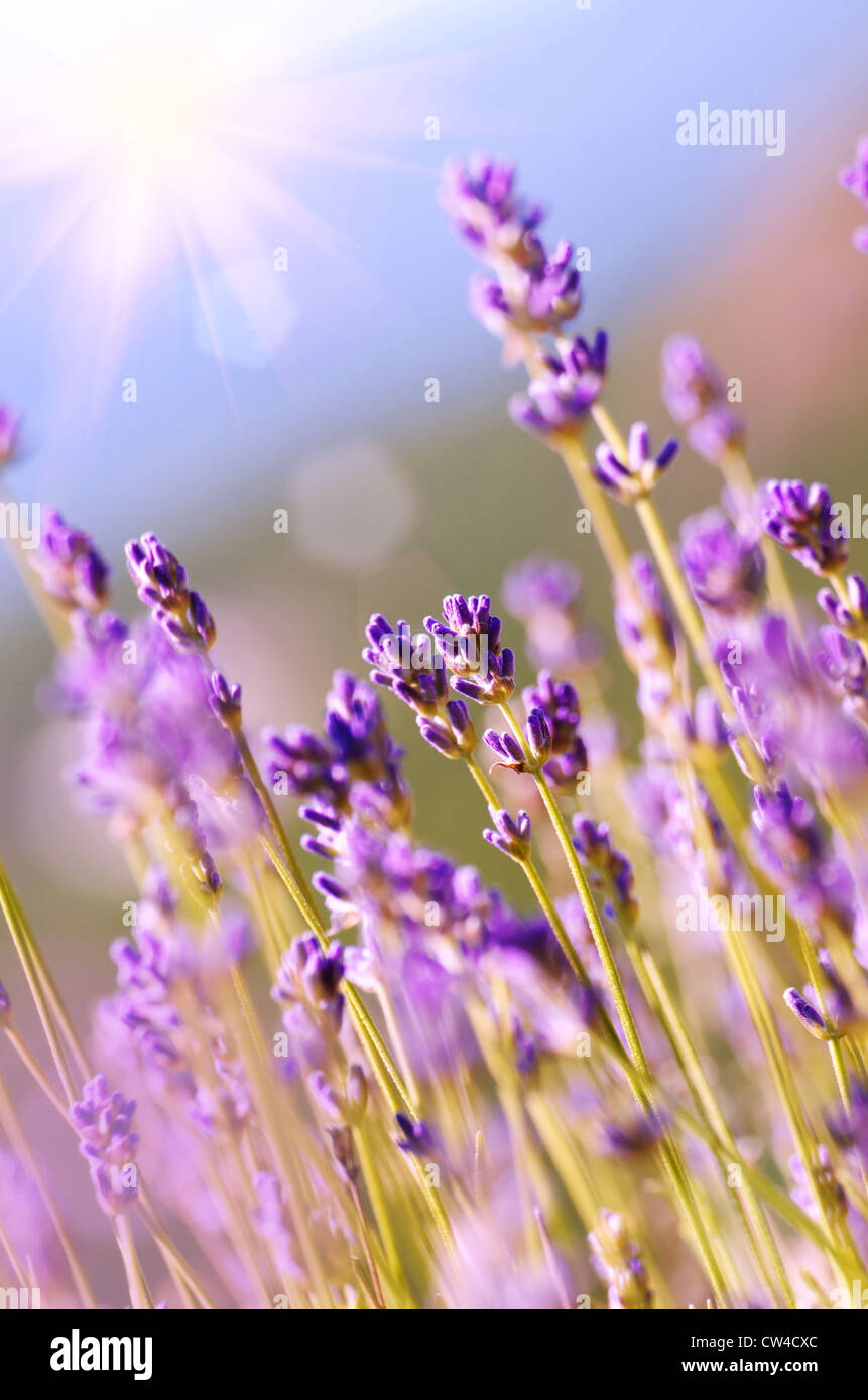 Lavender flowers bloom summer time Stock Photo Alamy