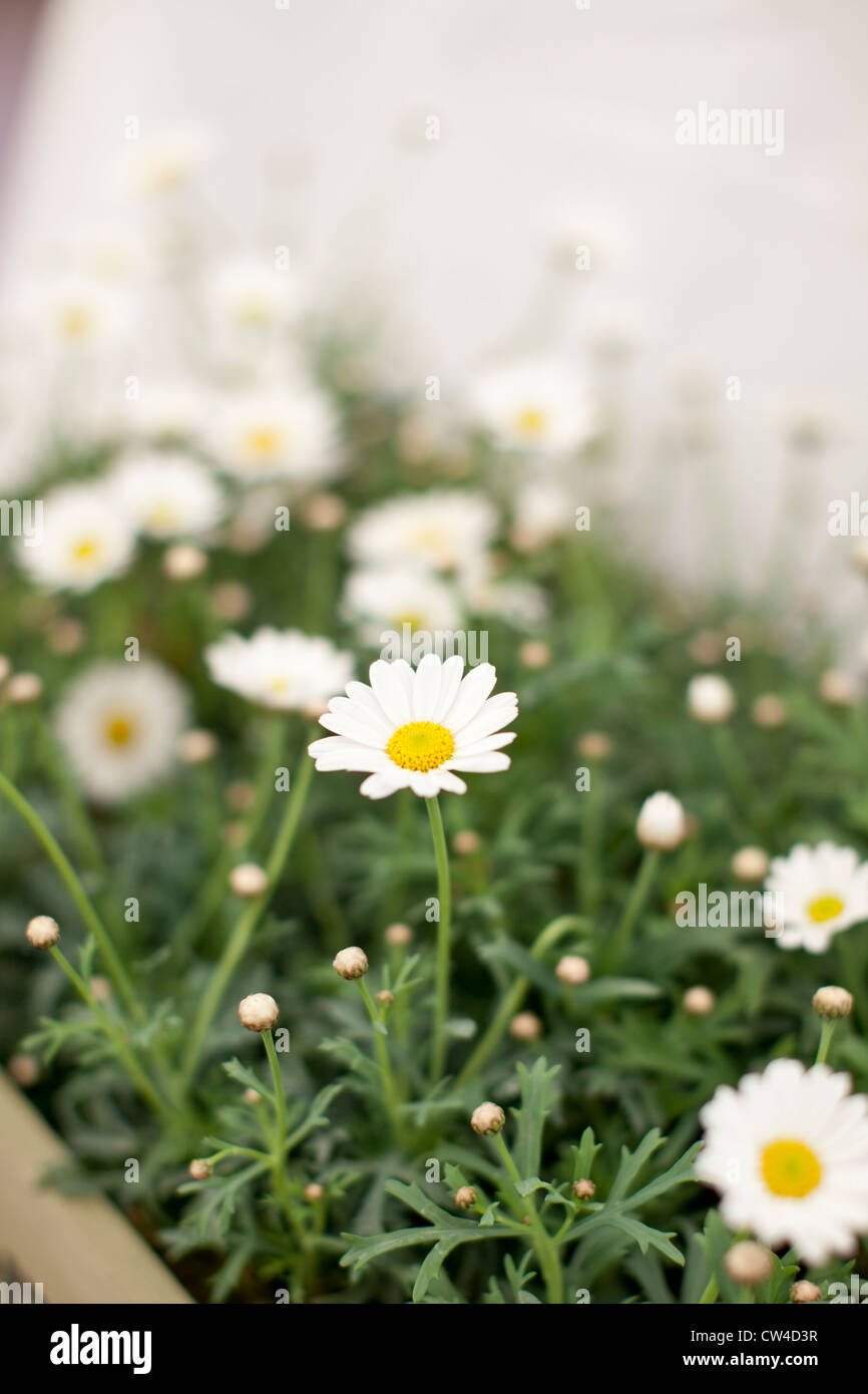 daisies in a grow box Stock Photo Alamy