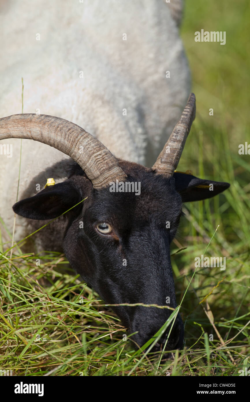 Norfolk Horn Sheep (Ovis aries). Rare breed. Ewe. Grazing. Stock Photo