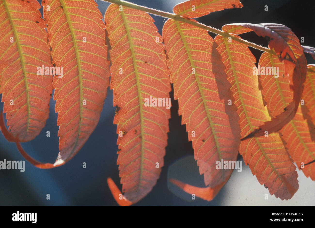 England leaves hi-res stock photography and images - Alamy