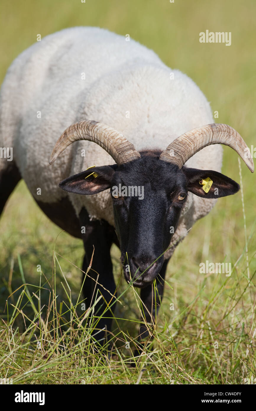 Domestic sheep norfolk horn ewes hires stock photography and images
