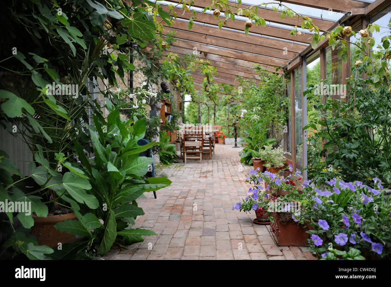 A lean to conservatory with a grape vine UK Stock Photo Alamy