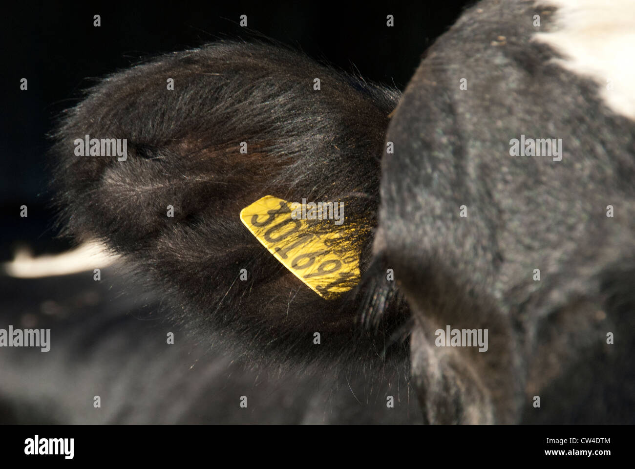Ear tag on a cow in a dairy farm, Somerset, UK Stock Photo Alamy