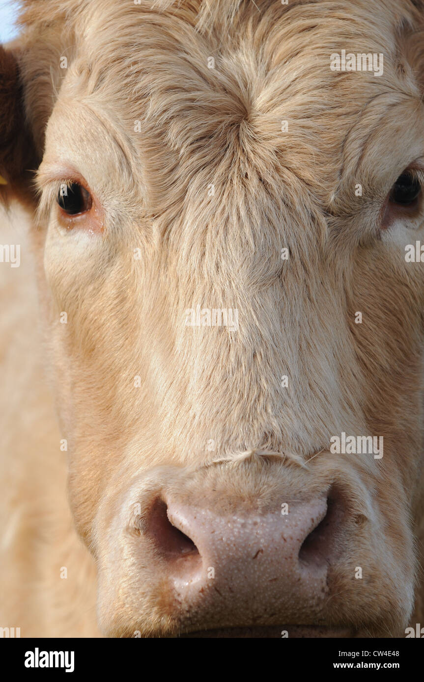 Portrait of a Charolais cow, Carraroe, Conamara, County Galway, Ireland Stock Photo