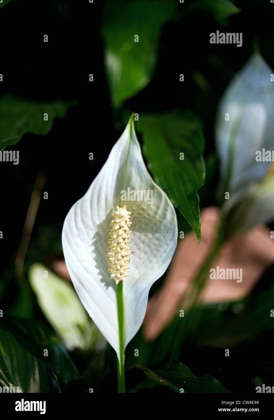 Peace Lilly Stock Photo