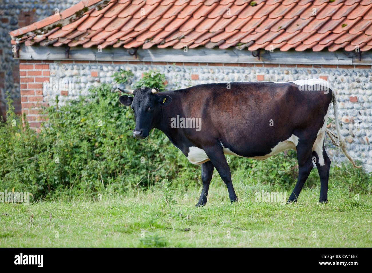 Gloucester Cattle (Bos taurus). Cow. Rare dairy breed. Stock Photo
