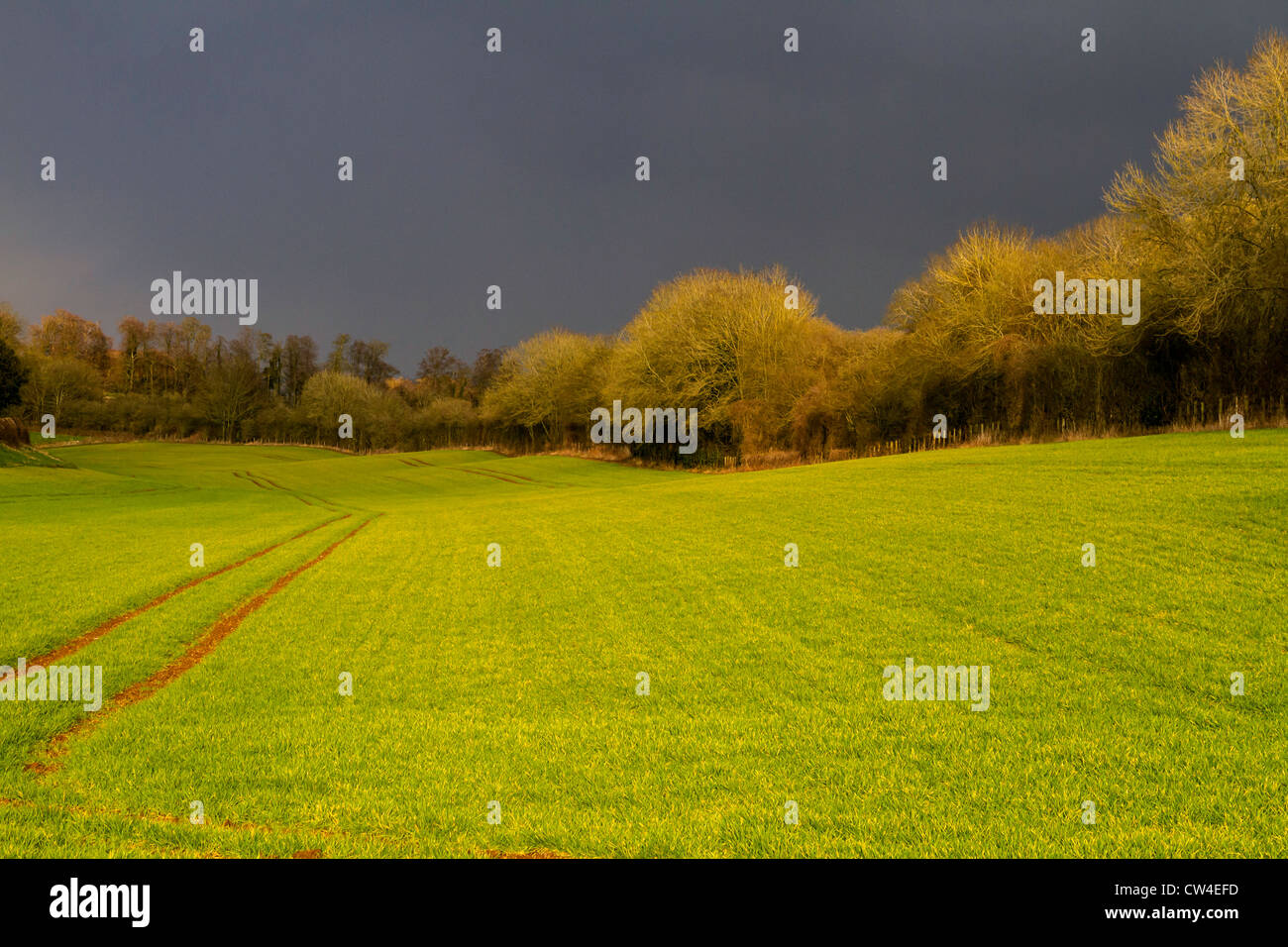 The afternoon lighting on a field in Gloucestershire just before a winter storm bring driving the hail. Stock Photo