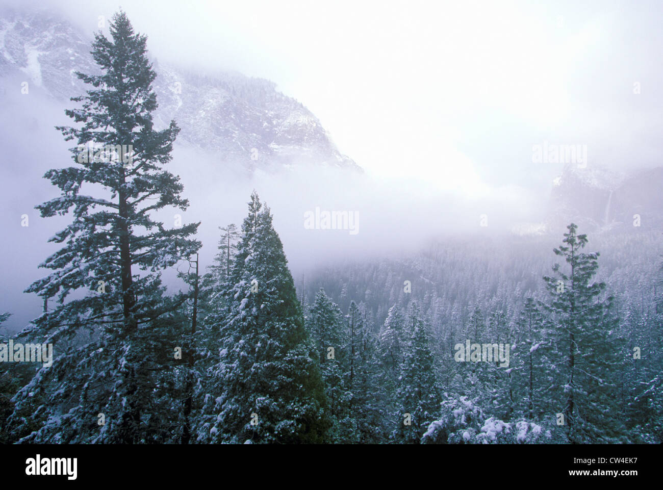Snow Covered Pine Trees, Yosemite National Park, California Stock Photo ...