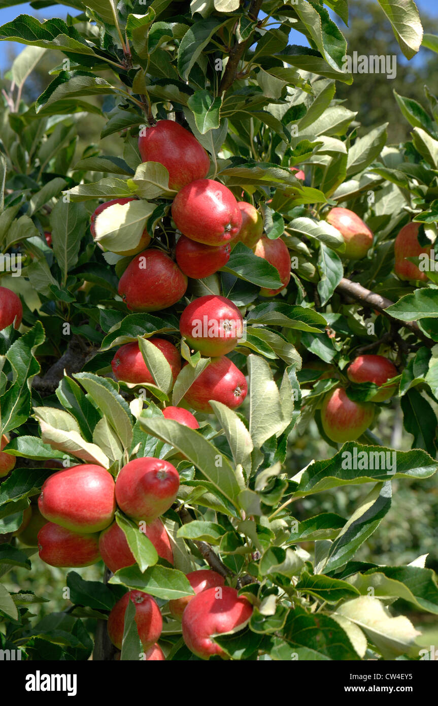 Discovery apples picking hi-res stock photography and images - Alamy