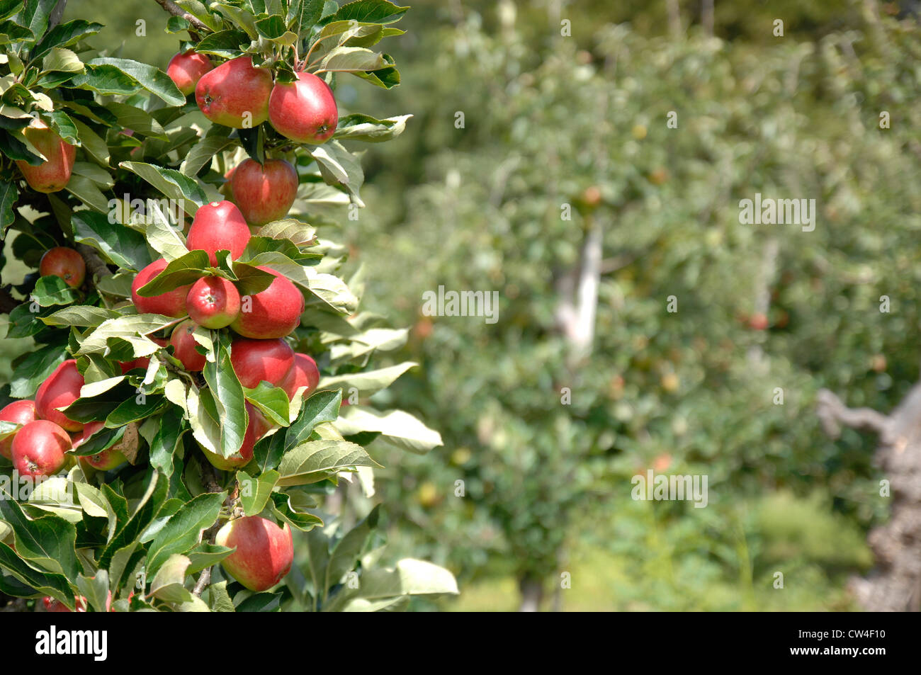 Apples in summer Stock Photo - Alamy
