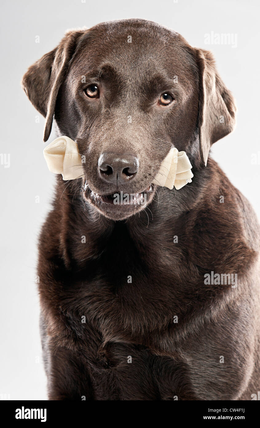 Chocolate Labrador with Rawhide Bone Stock Photo Alamy