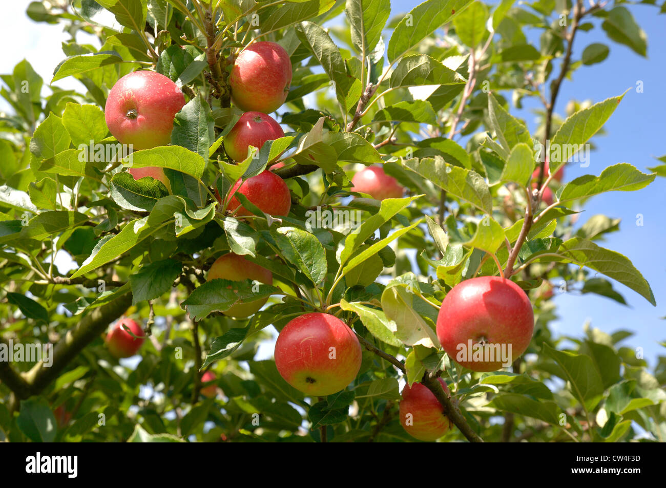 Apples in summer Stock Photo - Alamy
