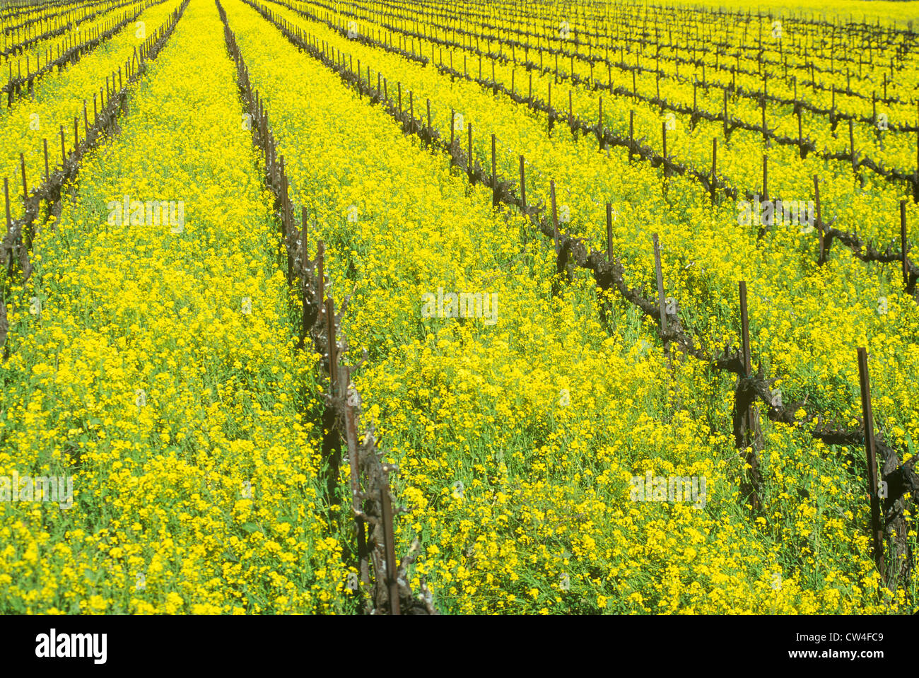 Wine Fields in Spring, Napa Valley, California Stock Photo - Alamy
