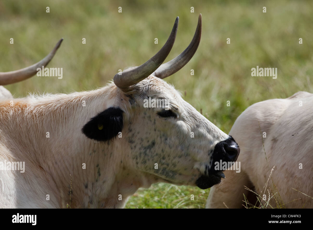 White Park Cattle (Bos taurus). Cow. Ancient and rare breed. Stock Photo