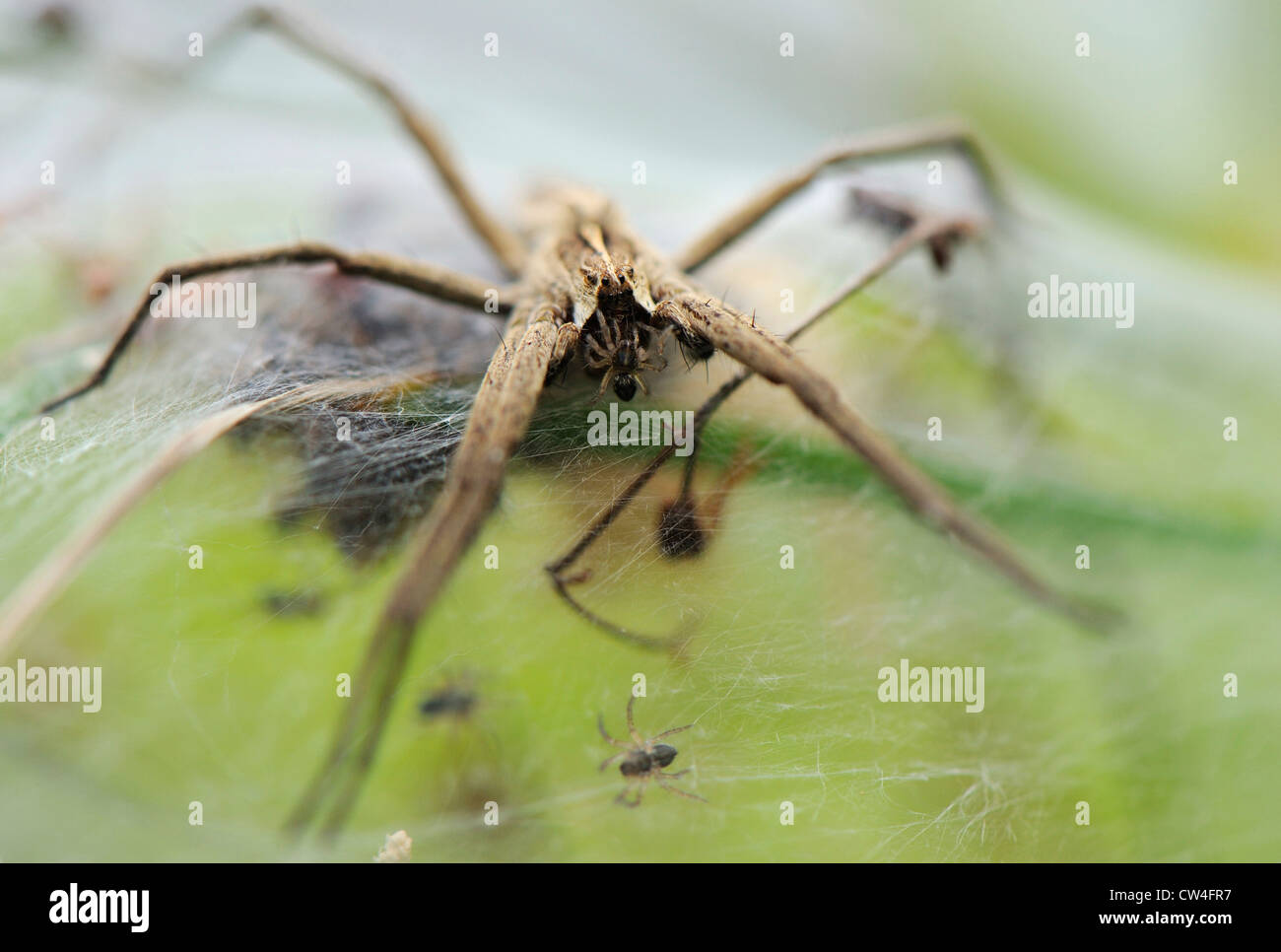 Wolf spiders female hi-res stock photography and images - Alamy