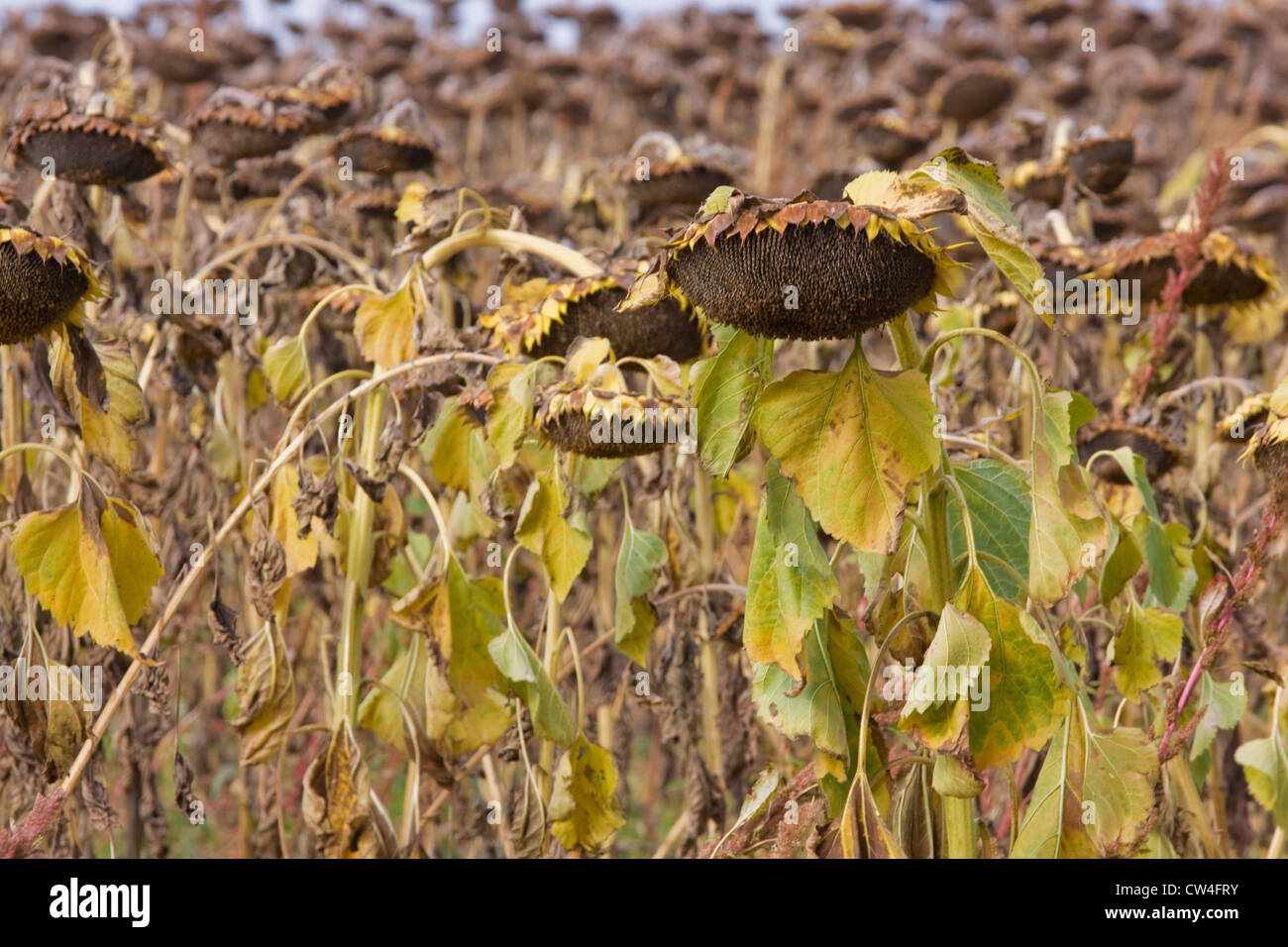 A field of ripened sunflowers ("helianthus") in autumn ready for the