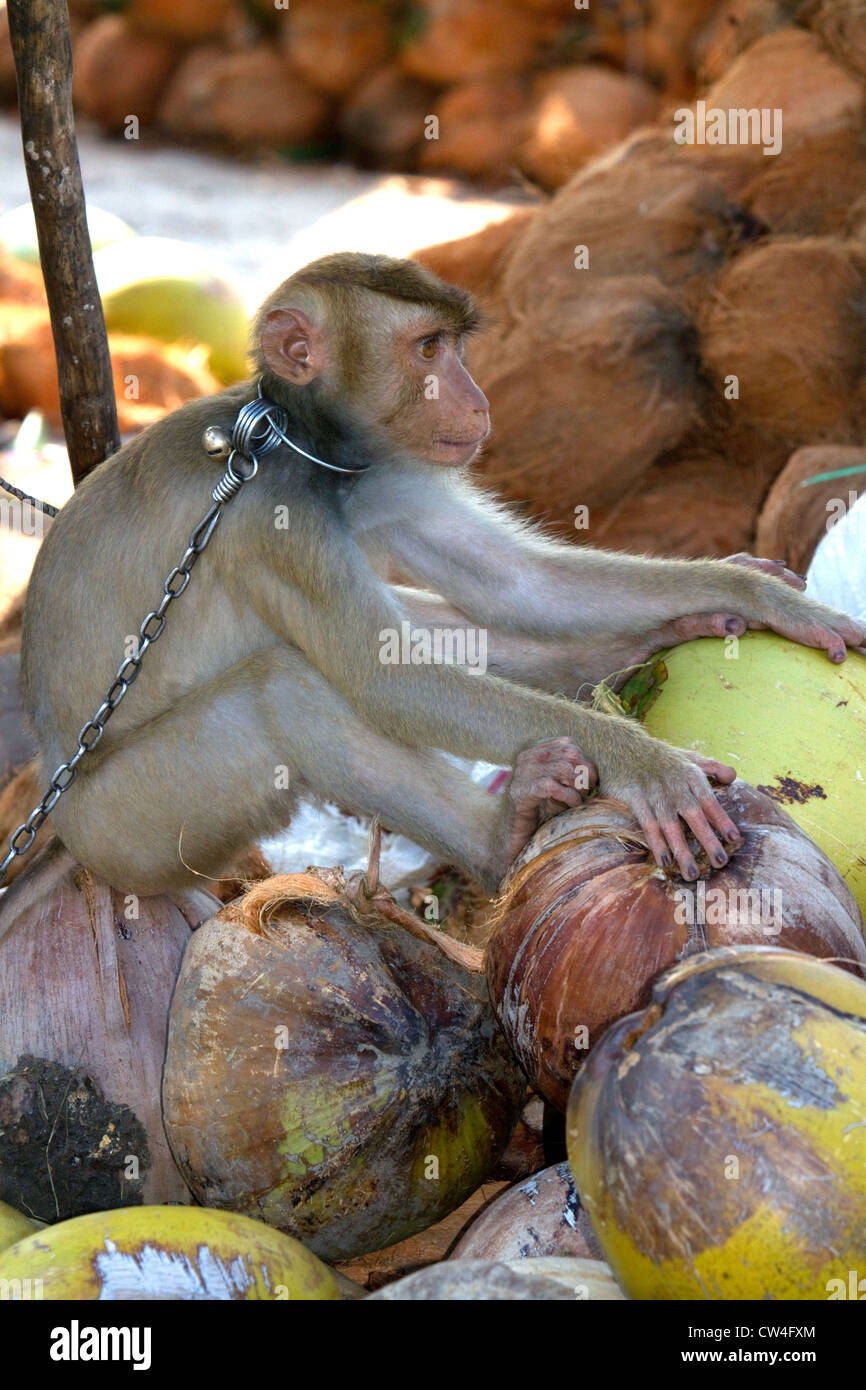 Trained monkey harvests coconuts from trees on the island of Ko Samui, Thailand. Stock Photo