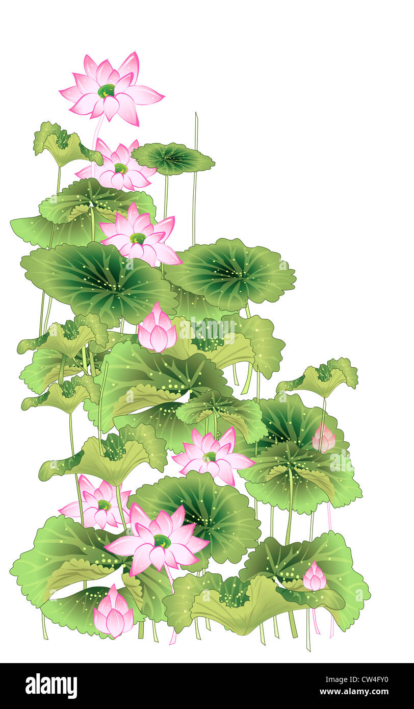 Lotus flower and leaf isolated on white Stock Photo - Alamy