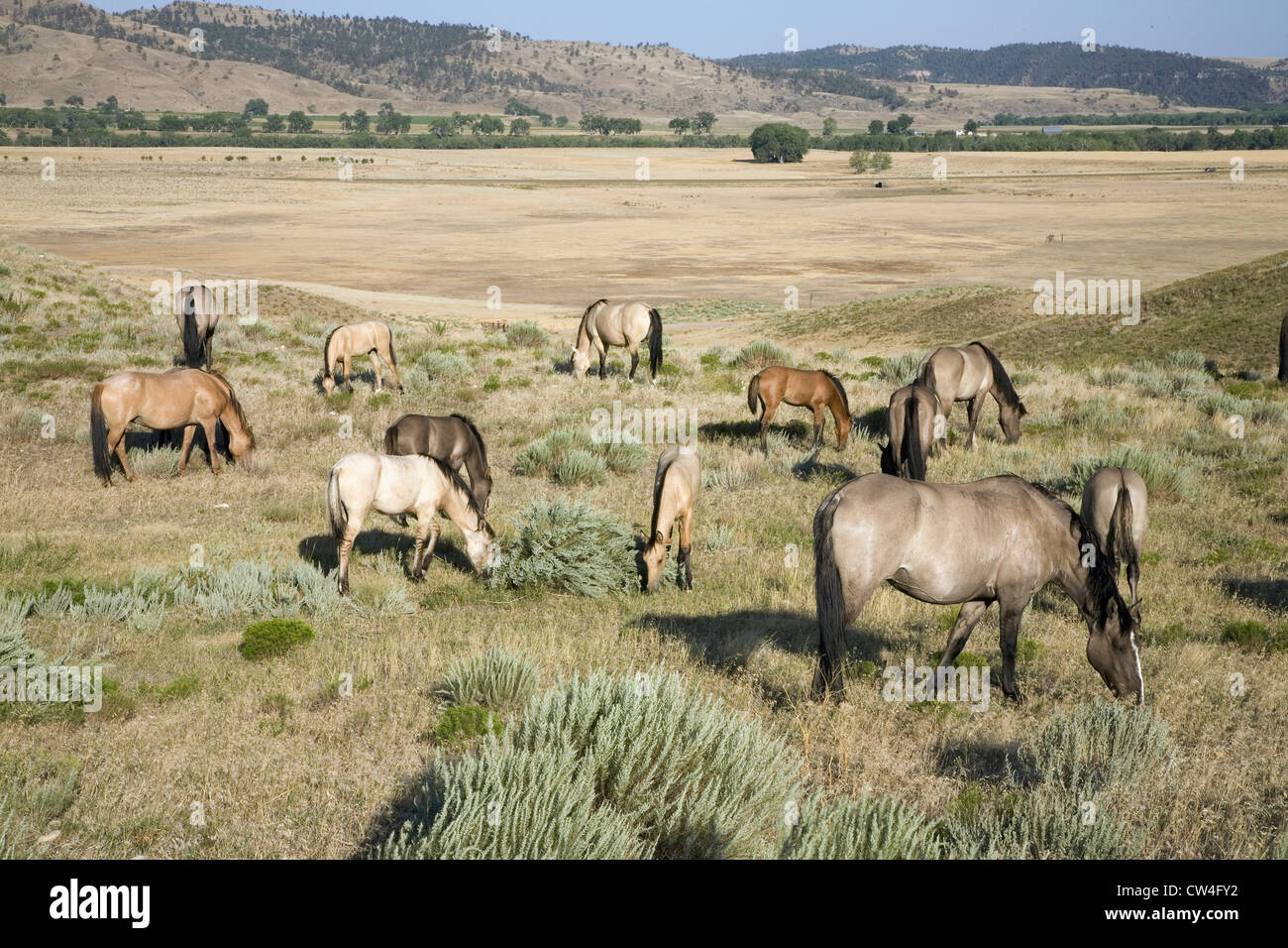 Wild horses at the Black Hills Wild Horse Sanctuary, the