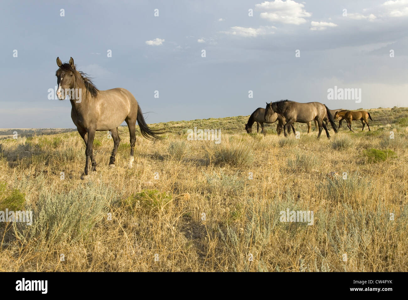 Wild horses at the Black Hills Wild Horse Sanctuary, the