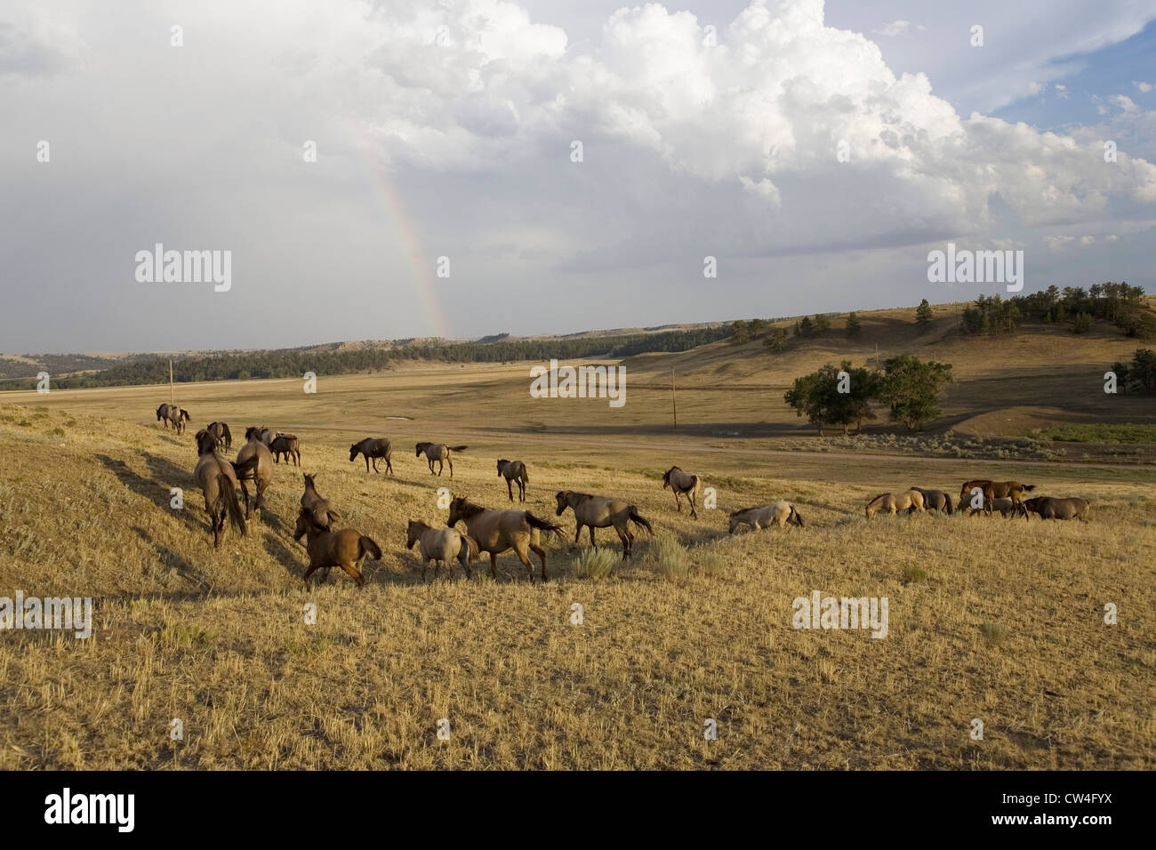 Wild horses at the Black Hills Wild Horse Sanctuary, the