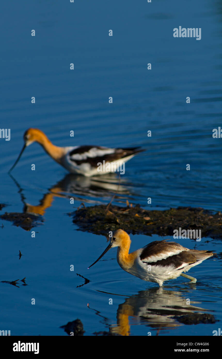 American Avocets (Recurvirostra americana) wading for aquatic insects ...