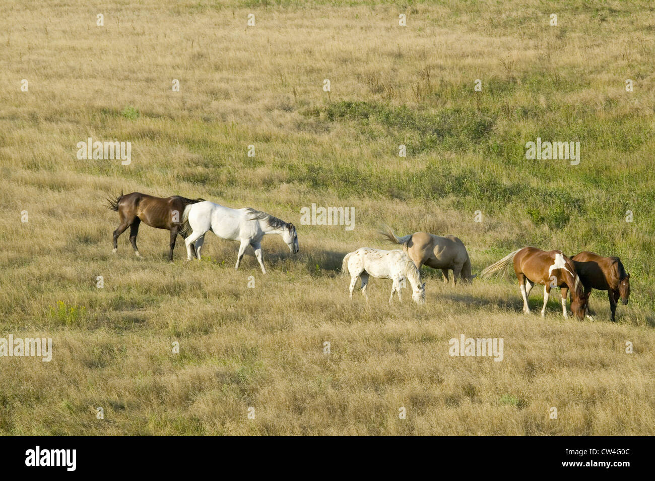 Horses grazing near Lower Brule, South Dakota Stock Photo Alamy