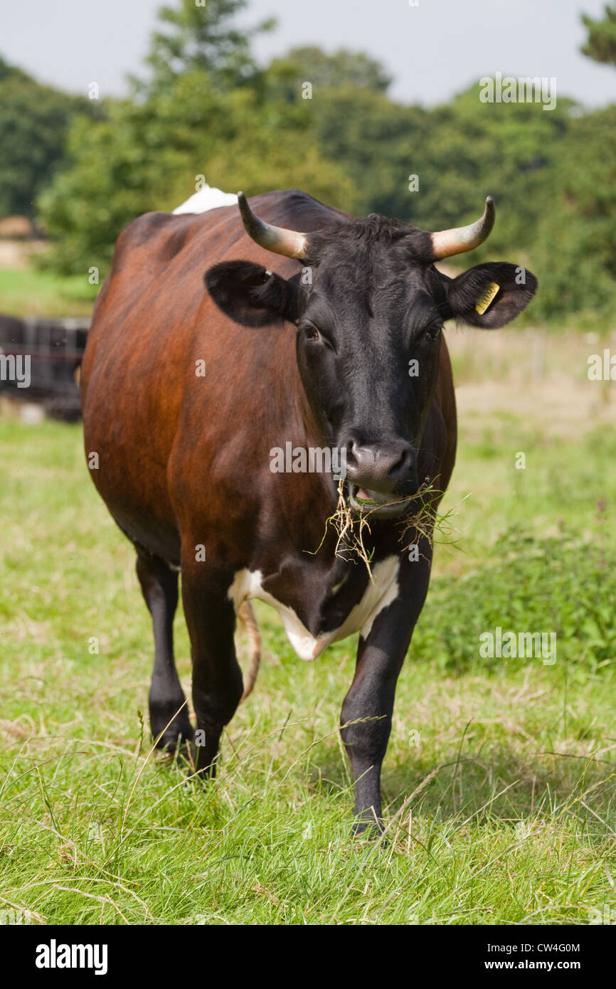 Gloucester Cattle (Bos taurus). Cow. Rare breed English cattle. Stock Photo