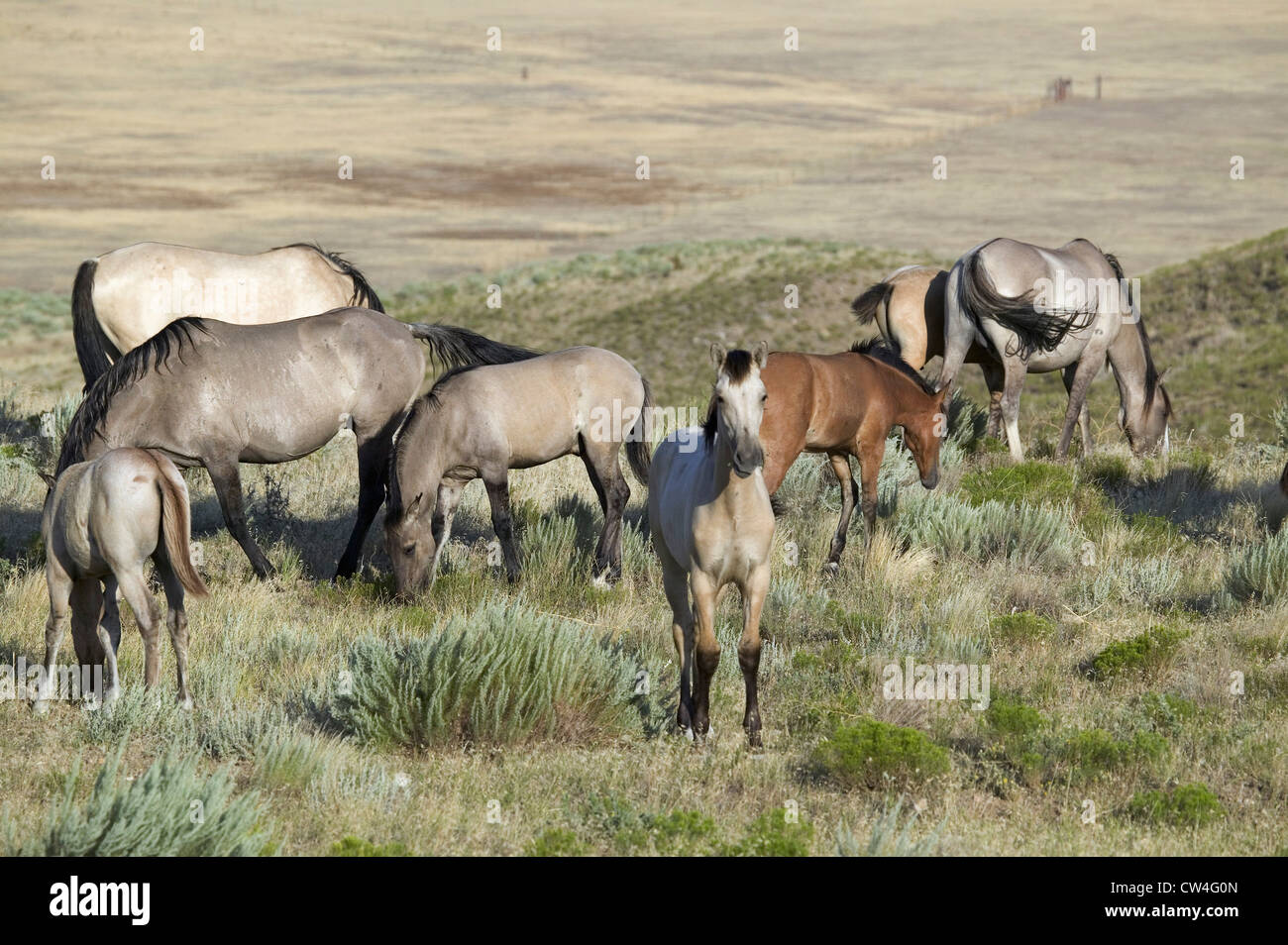 Black Hills Wild Horse Sanctuary, home to America's largest wild