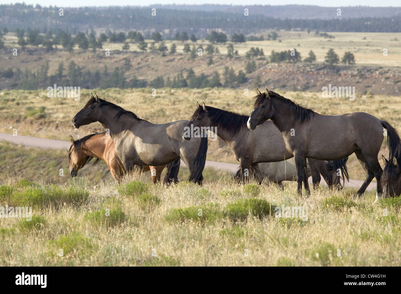 Black Hills Wild Horse Sanctuary, home to America's largest wild