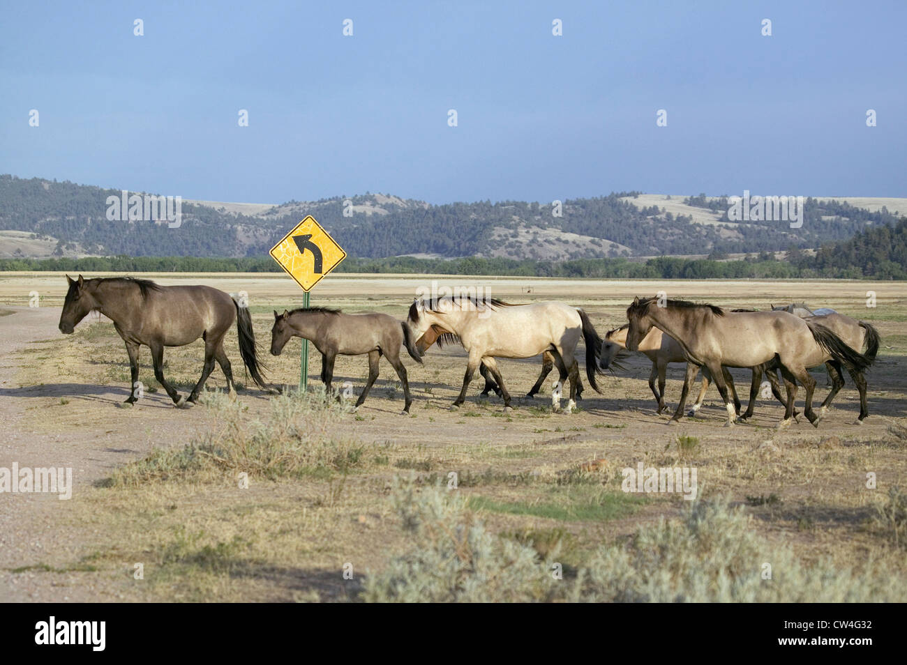 Wild horses crossing road in front road sign Black Hills Wild Horse