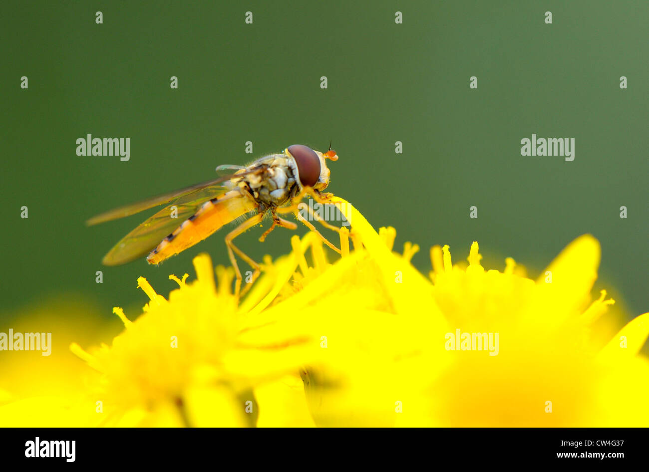 Close-up of a typical adult Hover-fly (Syrphus) feeding off nectar and pollen Stock Photo