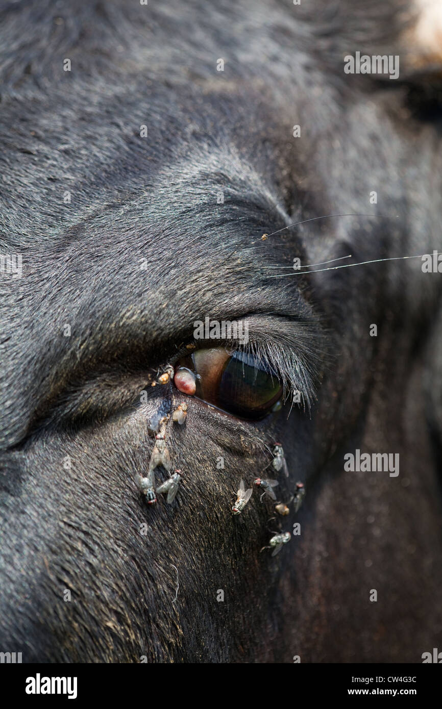 Eye of a Gloucester Cow; being pestered by flies. 'Fly Worry' causes cattle to spend energy in avoidance behaviours. Stock Photo