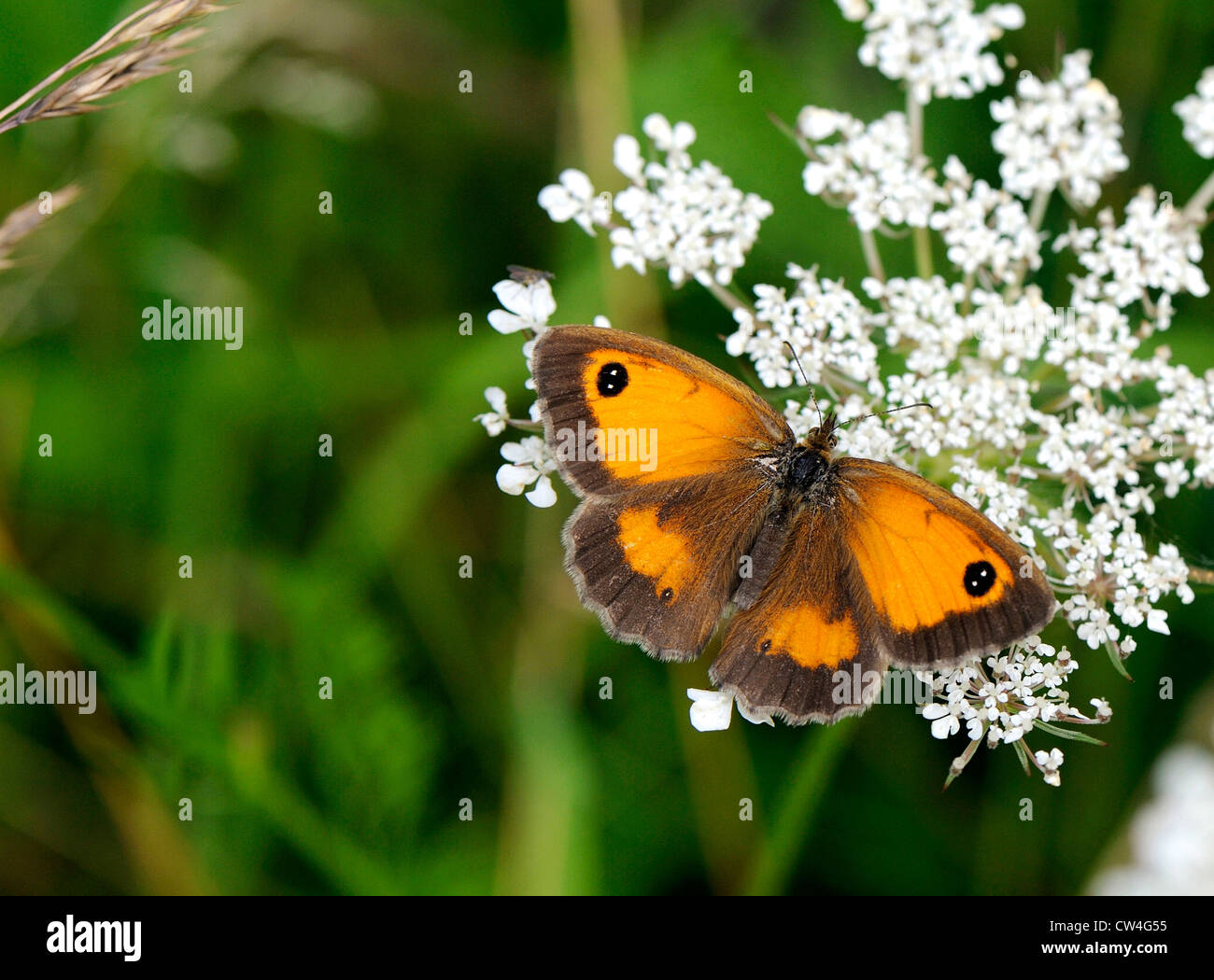Gatekeeper butterfly or Hedge brown Stock Photo