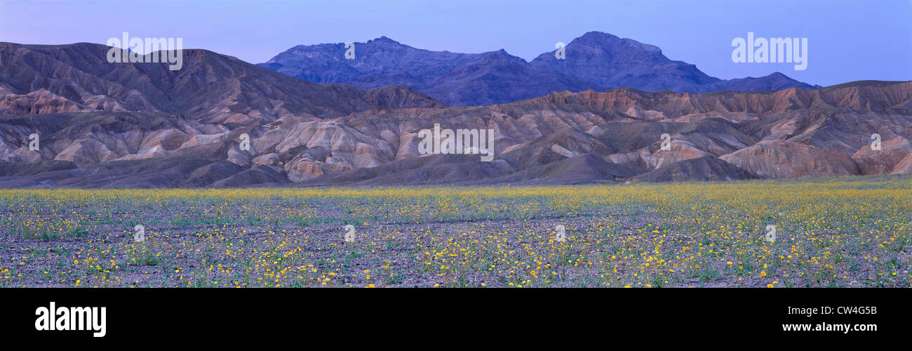 Desert Wildflowers, Death Valley National Park Stock Photo - Alamy