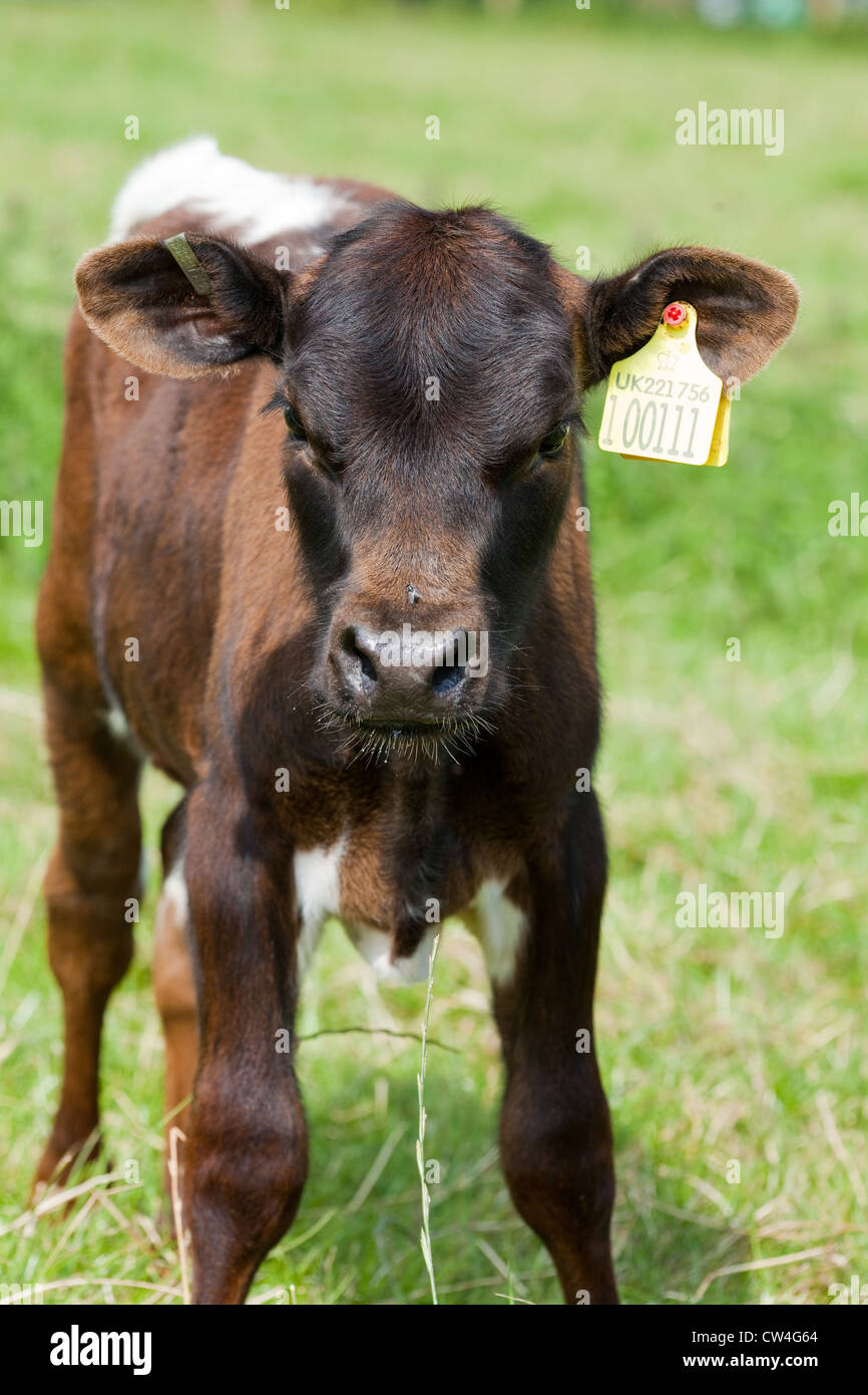 Gloucester Cattle (Bos taurus). Calf. Fitted with DEFRA approved identification ICAR ear tags. Must be fitted within six months Stock Photo