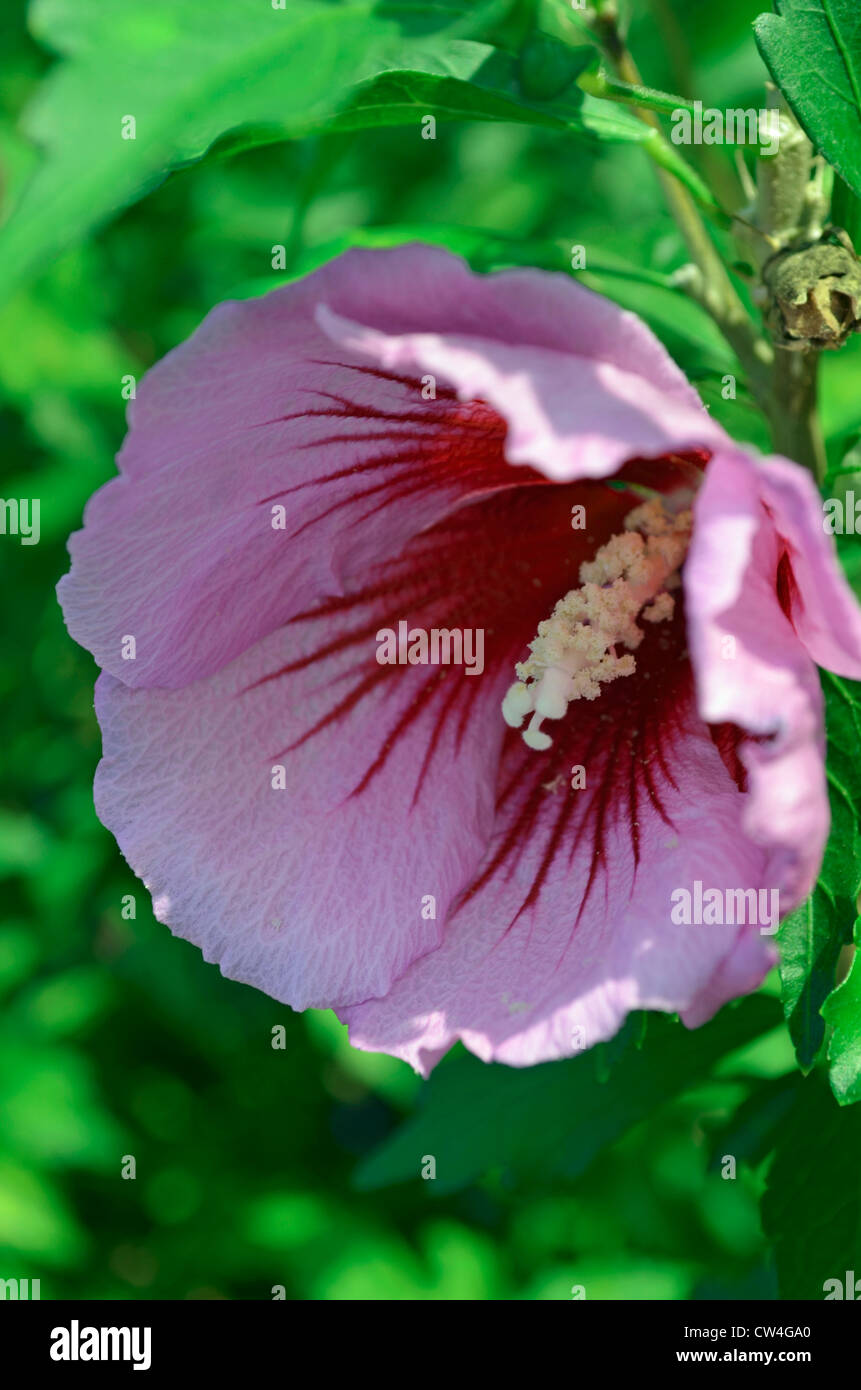 Purple hibiscus Stock Photo