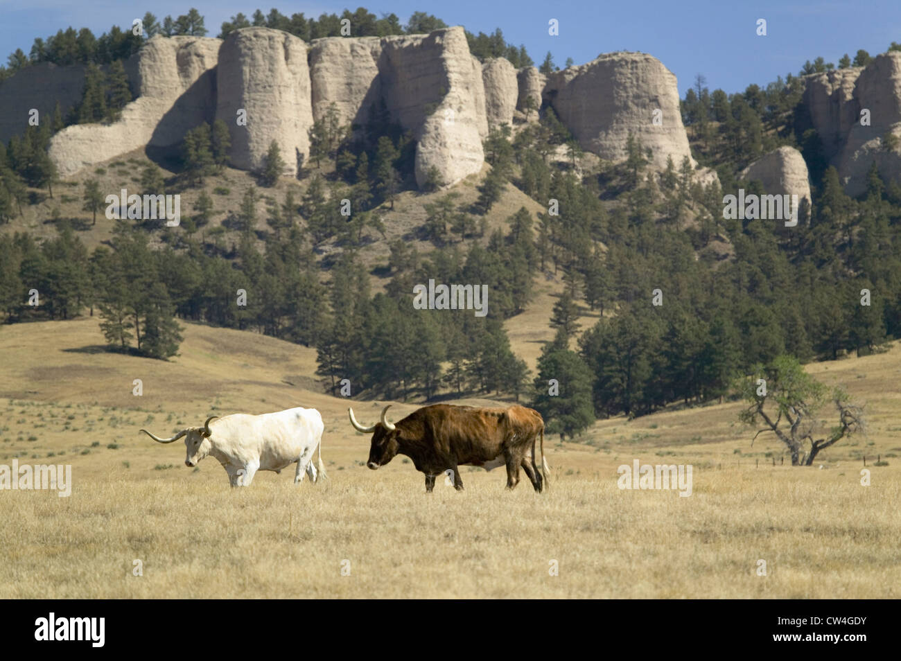 Texas Longhorn cattle grazing on land adjoining historic Fort Robinson, Nebraska Stock Photo