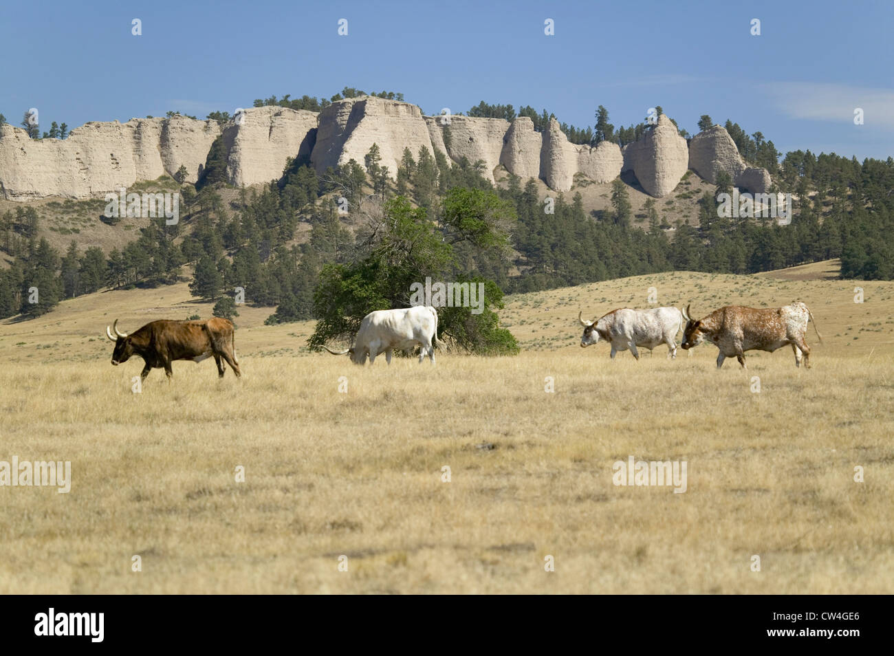 Texas Longhorn cattle grazing on land adjoining historic Fort Robinson, Nebraska Stock Photo
