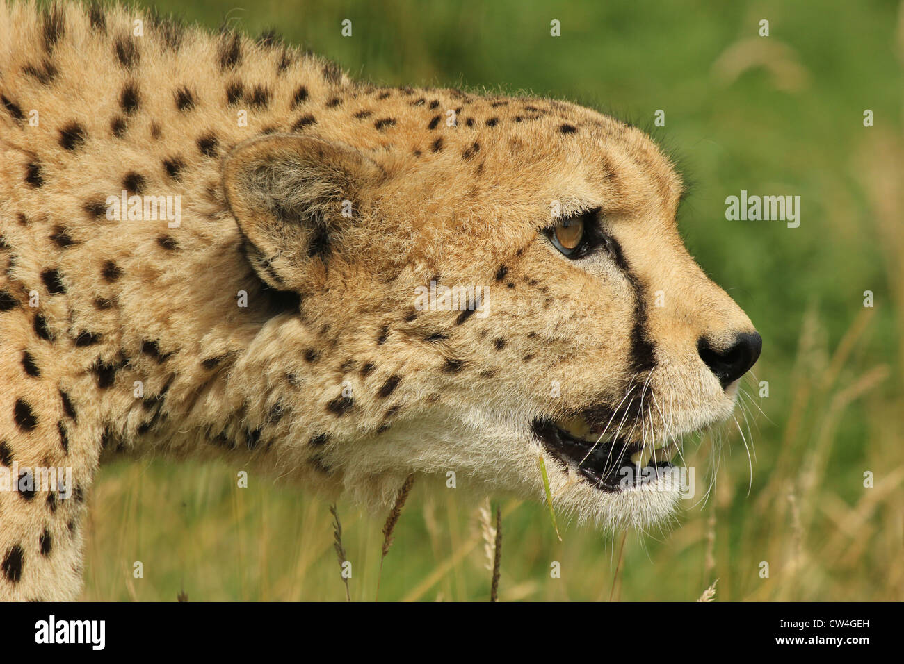 Smarden, Kent, England. Male cheetah (Acinonyx jubatus) at the Wildlife Heritage Foundation. Stock Photo