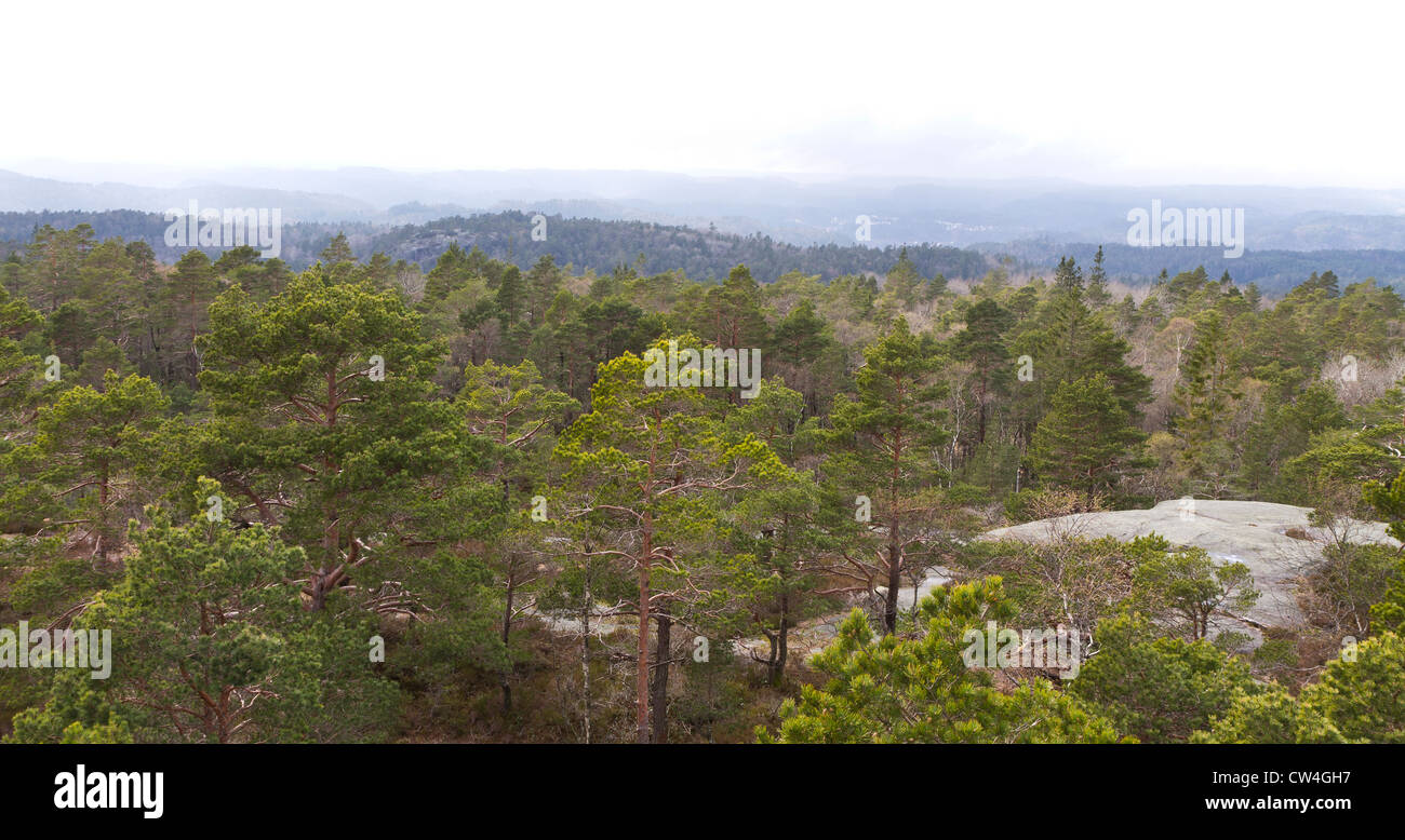 forested landscape in south norway with rock on right side Stock Photo
