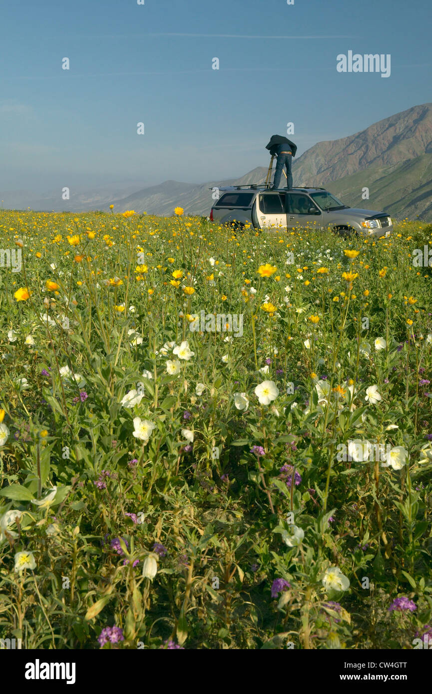 Photographer setting up camera on car rooftop to photograph spring desert lilies and desert gold Henderson Road in Anza-Borrego Stock Photo